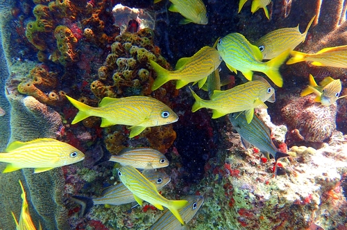 Photo of French grunt (Haemulon flavolineatum)