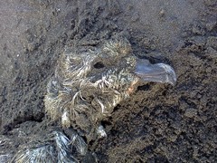 Pterodroma lessonii