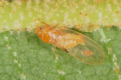 Cacopsylla rara