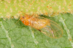 Cacopsylla rara