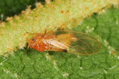 Cacopsylla rara