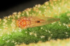 Cacopsylla rara