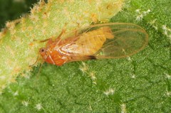 Cacopsylla rara