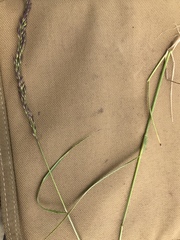 Calamagrostis inexpansa