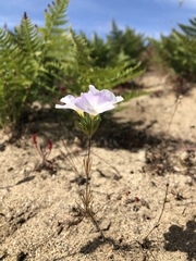 Leptosiphon grandiflorus