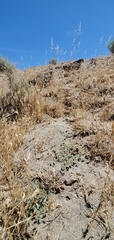 Euphorbia ocellata ocellata