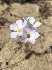 Leptosiphon grandiflorus