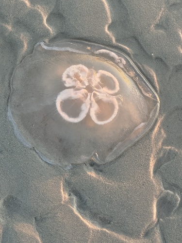 Moon Jellies photographed in Delaware