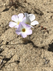 Leptosiphon grandiflorus