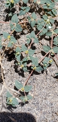 Euphorbia ocellata ocellata