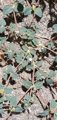 Euphorbia ocellata ocellata