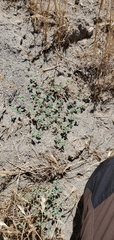 Euphorbia ocellata ocellata