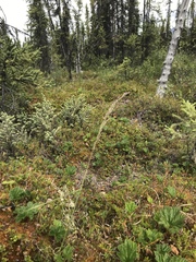Calamagrostis inexpansa