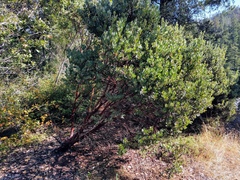 Arctostaphylos nortensis