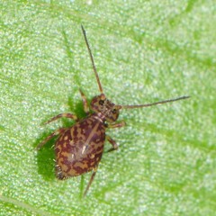Ptenothrix marmorata