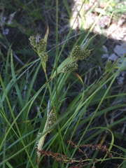 Carex pallescens