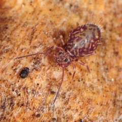 Ptenothrix marmorata
