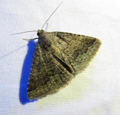 Matigramma pulverilinea