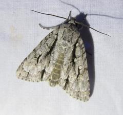 Acronicta lobeliae