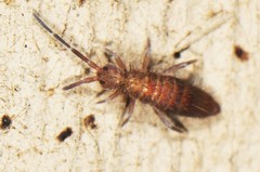 Entomobrya griseoolivata