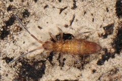 Entomobrya griseoolivata