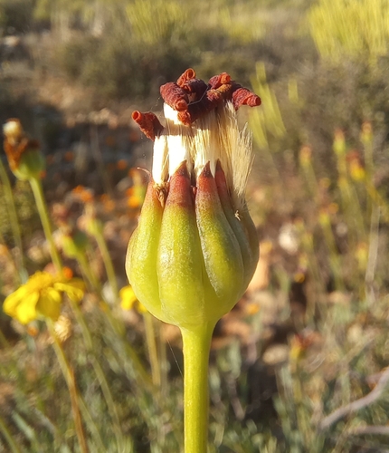 Image of Bushy Babooncabbage by (c) kevin koen, some rights reserved (CC BY-SA)