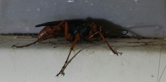 Tachypompilus ferrugineus