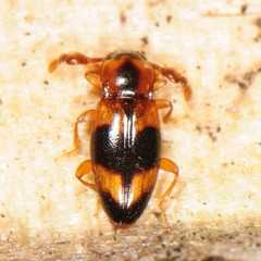 Phymaphora pulchella