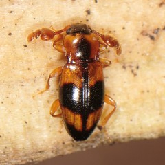Phymaphora pulchella