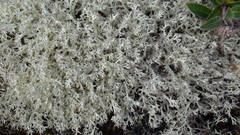 Cladonia arbuscula mitis