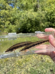 Longhead Darter photo 1