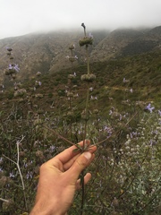 Salvia leucophylla × mellifera