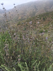 Salvia leucophylla × mellifera