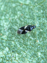 Orius tristicolor