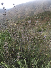 Salvia leucophylla × mellifera