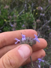 Salvia leucophylla × mellifera