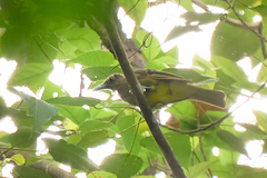 Camiguin Bulbul photo 3