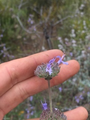 Salvia leucophylla × mellifera