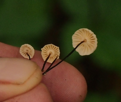 Marasmius