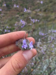 Salvia leucophylla × mellifera
