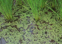 Elaphe quadrivirgata