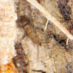 Orchesella celsa