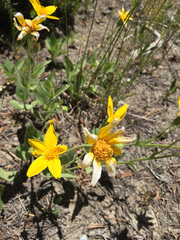 Arnica nevadensis