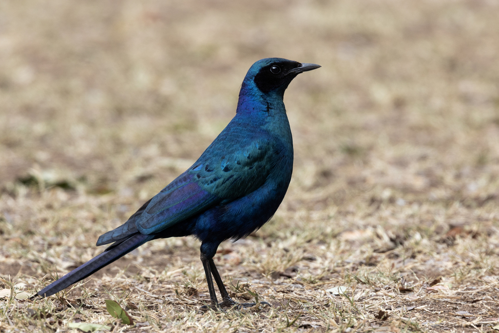 Burchell's Starling