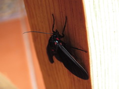Saurita