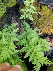 Cystopteris laurentiana