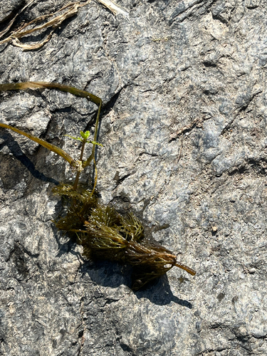 Image of Bidens beckii by (c) oksanaetal, some rights reserved (CC BY)