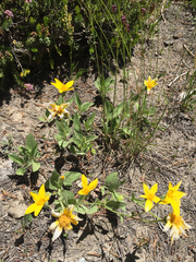 Arnica nevadensis