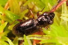 Notiophilus aeneus