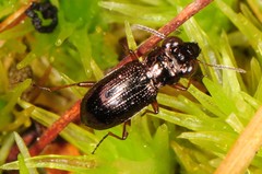 Notiophilus aeneus